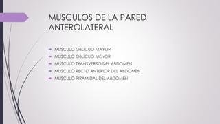 MUSCULOS DE LA PARED
ANTEROLATERAL
 MUSCULO OBLICUO MAYOR
 MUSCULO OBLICUO MENOR
 MUSCULO TRANSVERSO DEL ABDOMEN
 MUSCULO RECTO ANTERIOR DEL ABDOMEN
 MUSCULO PIRAMIDAL DEL ABDOMEN
 