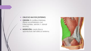  OBLICUO MAYOR (EXTERNO)
 ORIGEN: 8 costillas inferiores
(fibras se entrelazan con
intercostales, serrato >, dorsal
ancho).
 INSERCIÓN: cresta iliaca,
aponeurosis del oblicuo externo.
 