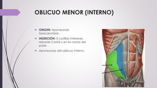OBLICUO MENOR (INTERNO)
 ORIGEN: Aponeurosis
toracolumbar.
 INSERCIÓN: 3 costillas inferiores,
reborde Costal y en la cresta del
pubis
 Aponeurosis del oblicuo interno.
 