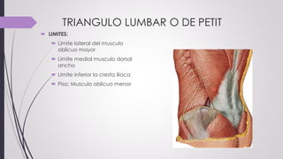 TRIANGULO LUMBAR O DE PETIT
 LIMITES:
 Limite lateral del musculo
oblicuo mayor
 Limite medial musculo dorsal
ancho
 Limite inferior la cresta iliaca
 Piso: Musculo oblicuo menor
 
