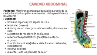 Morfofisiologia La Cavidad Abdominal pdf morfofisiologia-la-cavidad-abdominal-pdf