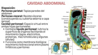 Morfofisiologia la Cavidad abdominal .pdf