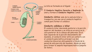 Anatomía y órganos de la cavidad abdominal.pptx