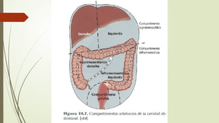 cavidad abdominal generalidades anatomicas pptx | PPTX