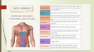 cavidad abdominal generalidades anatomicas pptx | PPTX