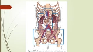cavidad abdominal generalidades anatomicas y fisiología.pptx