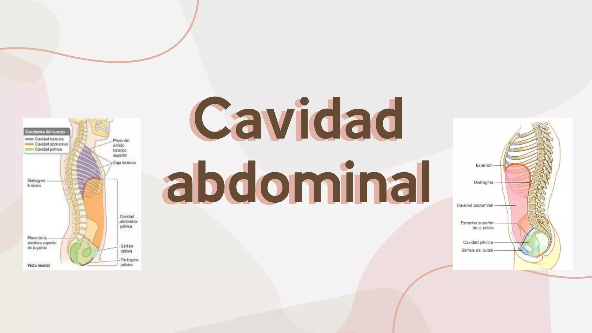 Cavidad abdominal y aparato digestivo.pptx