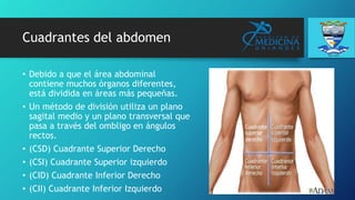 Cuadrantes del abdomen
• Debido a que el área abdominal
contiene muchos órganos diferentes,
está dividida en áreas más pequeñas.
• Un método de división utiliza un plano
sagital medio y un plano transversal que
pasa a través del ombligo en ángulos
rectos.
• (CSD) Cuadrante Superior Derecho
• (CSI) Cuadrante Superior izquierdo
• (CID) Cuadrante Inferior Derecho
• (CII) Cuadrante Inferior Izquierdo
 