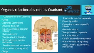 Órganos relacionados con los Cuadrantes
Cuadrante Inferior Derecho
• Ciego
• Apéndice vermiforme
• Mayoría del íleon
• Colon ascendente (porción
inferior)
• Ovario derecho
• Trompa uterina derecha
• Uréter derecho (poción
abdominal)
• Cordón espermático derecho
• Útero (cuando se agranda)
• Vejiga
Cuadrante Inferior Izquierdo
• Colón sigmoideo
• Colon descendente (porción
inferior)
• Ovario izquierdo
• Trompa uterina izquierda
• Uréter izquierdo
• Cordón espermático izquierdo
• Útero (cuando se agranda)
• Vejiga urinaria (cuando esta
muy llena)
 