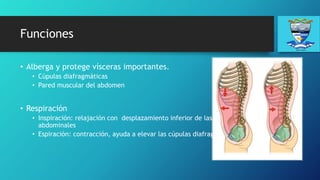 Funciones
• Alberga y protege vísceras importantes.
• Cúpulas diafragmáticas
• Pared muscular del abdomen
• Respiración
• Inspiración: relajación con desplazamiento inferior de las vísceras
abdominales
• Espiración: contracción, ayuda a elevar las cúpulas diafragmáticas.
 