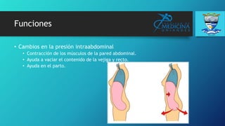 Funciones
• Cambios en la presión intraabdominal
• Contracción de los músculos de la pared abdominal.
• Ayuda a vaciar el contenido de la vejiga y recto.
• Ayuda en el parto.
 