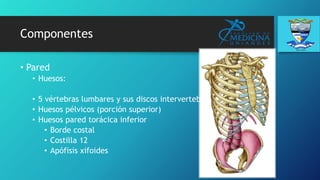 Componentes
• Pared
• Huesos:
• 5 vértebras lumbares y sus discos intervertebrales
• Huesos pélvicos (porción superior)
• Huesos pared torácica inferior
• Borde costal
• Costilla 12
• Apófisis xifoides
 