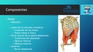 Componentes
• Pared
• Músculos
• Lados de la columna vertebral:
• Cuadrado de los lomos
• Psoas mayor e iliaco
• Parte lateral de la pared abdominal:
• Transverso del abdomen
• Oblicuo interno
• Oblicuo externo
• Anterior:
• Recto abdominal
 
