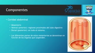 Componentes
• Cavidad abdominal
• Mesenterio
• Ventral (anterior): regiones proximales del tubo digestivo
• Dorsal (posterior): en todo el sistema.
• Las diferentes partes de estos mesenterios se denominan en
función de los órganos que suspenden.
 