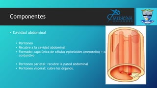 Componentes
• Cavidad abdominal
• Peritoneo
• Recubre a la cavidad abdominal
• Formado: capa única de células epiteloides (mesotelio) + capa de tejido
conjuntivo
• Peritoneo parietal: recubre la pared abdominal
• Peritoneo visceral: cubre los órganos.
 