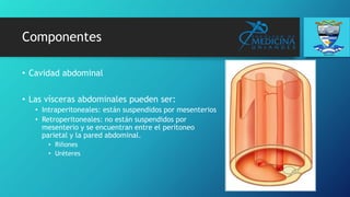 Componentes
• Cavidad abdominal
• Las vísceras abdominales pueden ser:
• Intraperitoneales: están suspendidos por mesenterios
• Retroperitoneales: no están suspendidos por
mesenterio y se encuentran entre el peritoneo
parietal y la pared abdominal.
• Riñones
• Uréteres
 