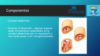 Componentes
• Cavidad abdominal
• Durante el desarrollo , algunos órganos
están inicialmente suspendidos en la
cavidad abdominal por un mesenterio y
mas tarde pasan a ser retroperitoneales.
 