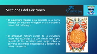 Secciones del Peritoneo
• El omentum menor: está adherido a la curva
inferior del duodeno e hígado; y a la curvatura
menor del estómago.
• El omentum mayor: cuelga de la curvatura
mayor del estómago y se curva hacia arriba por
delante de los intestinos para luego volver a
curvarse en sentido descendente y adherirse al
colon transversal.
 