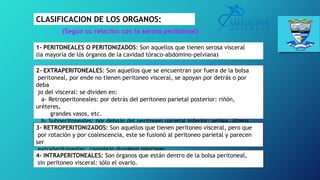 CLASIFICACION DE LOS ORGANOS:
(Según su relación con la serosa peritoneal)
1- PERITONEALES O PERITONIZADOS: Son aquellos que tienen serosa visceral
(la mayoría de lós órganos de la cavidad tóraco-abdomino-pelviana)
2- EXTRAPERITONEALES: Son aquellos que se encuentran por fuera de la bolsa
peritoneal, por ende no tienen peritoneo visceral, se apoyan por detrás o por
deba
jo del visceral: se dividen en:
a- Retroperitoneales: por detrás del peritoneo parietal posterior: riñón,
uréteres,
grandes vasos, etc.
b- Subperitoneales: por debajo del peritoneo parietal inferior: vejiga, últero,
vagi.
na, tercio inferior del recto
3- RETROPERITONIZADOS: Son aquellos que tienen peritoneo visceral, pero que
por rotación y por coalescencia, este se fusionó al peritoneo parietal y parecen
ser
extrañeritoneales: complejo duodeno páncreas.
4- INTRAPERITONEALES: Son órganos que están dentro de la bolsa peritoneal,
sin peritoneo visceral: sólo el ovario.
 