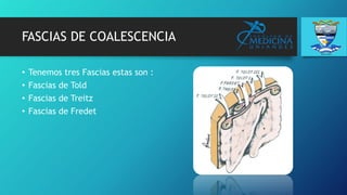 FASCIAS DE COALESCENCIA
• Tenemos tres Fascias estas son :
• Fascias de Told
• Fascias de Treitz
• Fascias de Fredet
 