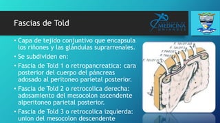 Fascias de Told
• Capa de tejido conjuntivo que encapsula
los riñones y las glándulas suprarrenales.
• Se subdividen en:
• Fascia de Told 1 o retropancreatica: cara
posterior del cuerpo del páncreas
adosado al peritoneo parietal posterior.
• Fascia de Told 2 o retrocolica derecha:
adosamiento del mesocolon ascendente
alperitoneo parietal posterior.
• Fascia de Told 3 o retrocolica izquierda:
union del mesocolon descendente
 