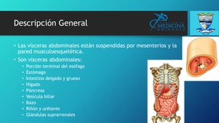 Descripción General
• Las vísceras abdominales están suspendidas por mesenterios y la
pared musculoesquelética.
• Son vísceras abdominales:
• Porción terminal del esófago
• Estómago
• Intestino delgado y grueso
• Hígado
• Páncreas
• Vesícula biliar
• Bazo
• Riñón y uréteres
• Glándulas suprarrenales
 