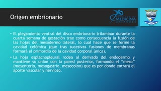 Origen embrionario
• El plegamiento ventral del disco embrionario trilaminar durante la
cuarta semana de gestación trae como consecuencia la fusión de
las hojas del mesodermo lateral, lo cual hace que se forme la
cavidad celómica (que tras sucesivas fusiones de membranas
formará el primordio de la cavidad corporal única).
• La hoja esplacnopleural rodea al derivado del endodermo y
mantiene su unión con la pared posterior, formando el “meso”
(mesenterio, mesogastrio, mesocolon) que es por donde entrará el
aporte vascular y nervioso.
 