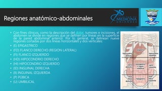 Regiones anatómico-abdominales
• Con fines clínicos, como la descripción del dolor, tumores e incisiones, el
abdomen se divide en regiones que se definen por líneas en la superficie
de la pared abdominal anterior. Por lo general, se delinean nueve
regiones cortadas por dos líneas horizontales y dos verticales:
• (E) EPIGASTRICO
• (FD) FLANCO DERECHO (REGION LATERAL)
• (FI) FLANCO IZQUIERDO
• (HD) HIPOCONDRIO DERECHO
• (HI) HIPOCONDRIO IZQUIERDO
• (ID) INGUINAL DERECHA
• (II) INGUINAL IZQUIERDA
• (P) PÚBICA
• (U) UMBILICAL
 