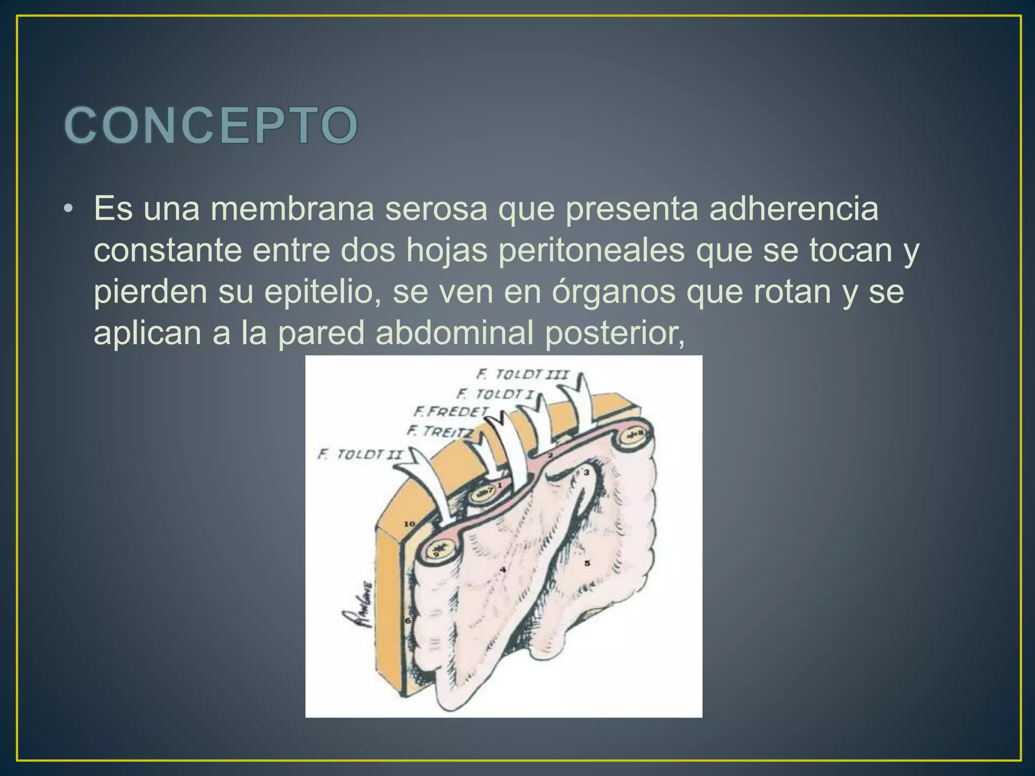 Cavidad abdominal y peritoneo | PPTX