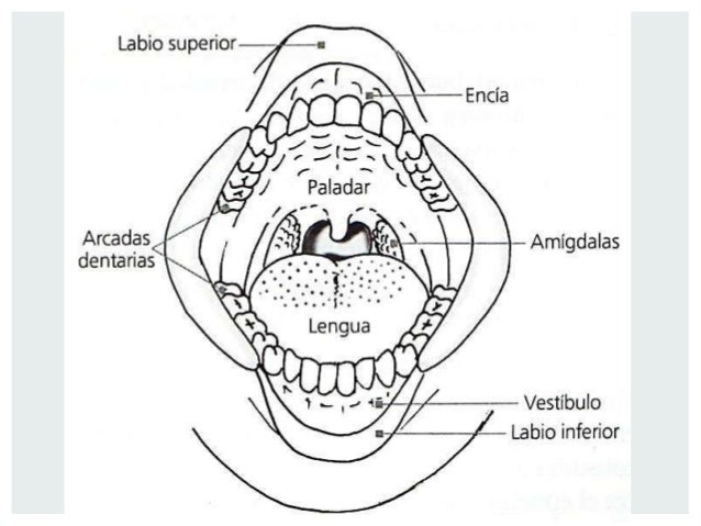 vestibulo y cavidad bucal histolog 237 a cavidad bucal vestibulo y cavidad bucal histolog 237 a cavidad bucal
