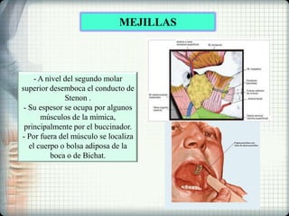 MEJILLAS
- A nivel del segundo molar
superior desemboca el conducto de
Stenon .
- Su espesor se ocupa por algunos
músculos de la mímica,
principalmente por el buccinador.
- Por fuera del músculo se localiza
el cuerpo o bolsa adiposa de la
boca o de Bichat.
 