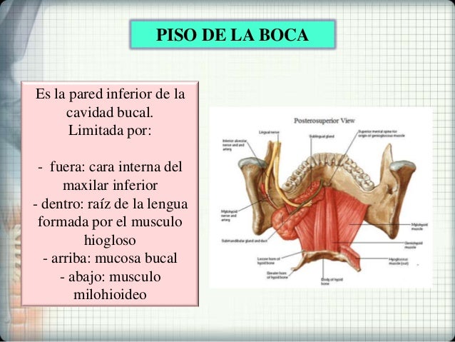 Cavidad bucal