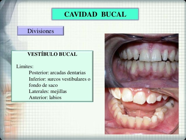 vestibulo y cavidad bucal cavidad bucal vestibulo y cavidad bucal cavidad bucal
