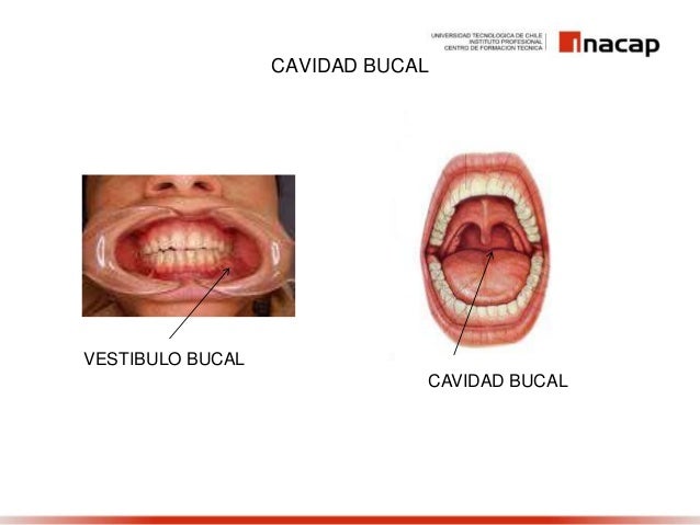 vestibulo y cavidad bucal cavidad bucal vestibulo y cavidad bucal cavidad bucal