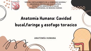 Anatomía Humana: Cavidad
bucal,faringe y esofago toracico
“AÑO DEL FORTALECIMIENTO DE LA SOBERANÍA NACIONAL”
UNIVERSIDAD PRIVADA SAN JUAN BAUTISTA
FACULTAD DE CIENCIAS DE LA SALUD
ESCUELA PROFESIONAL DE MEDICINA HUMANA
ANATOMÍA HUMANA
 