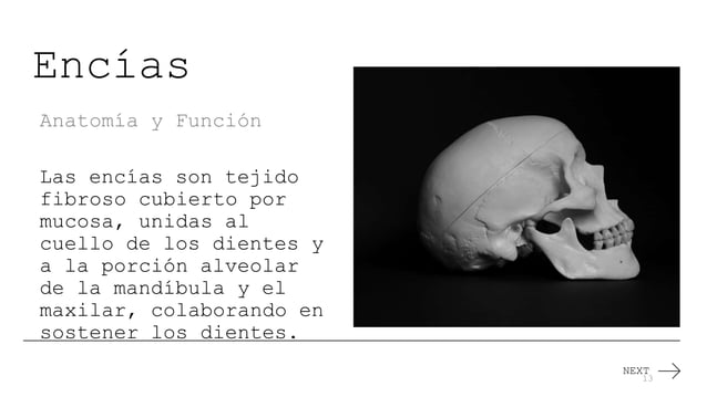 Cavidad Bucal Anatomía Apuntes Para Exponer Pptx