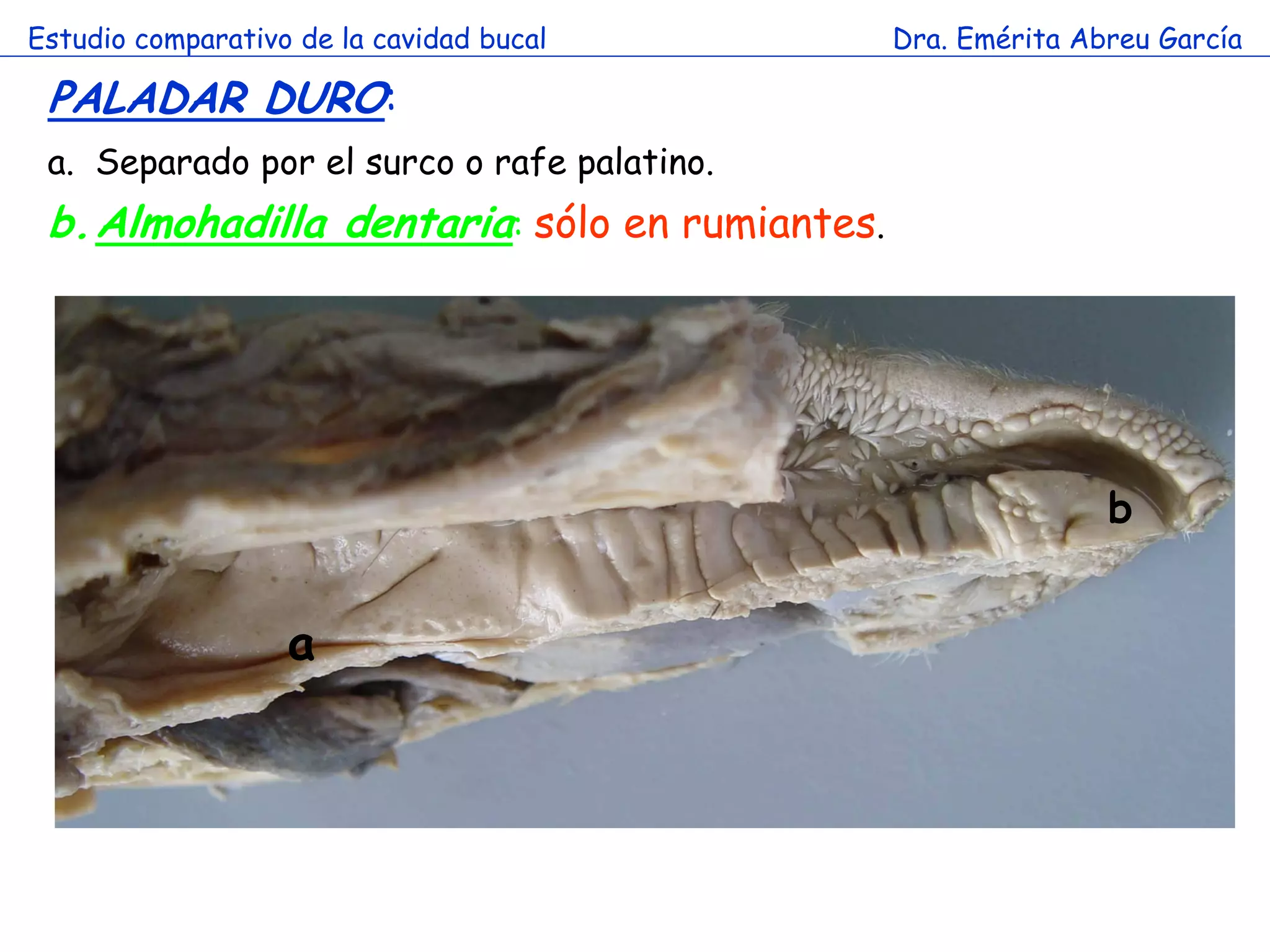 Estudio comparativo de la cavidad bucal       Dra. Emérita Abreu García

 PALADAR DURO:
 a. Separado por el surco o rafe palatino.
 b.Almohadilla dentaria: sólo en rumiantes.




                                                             b


                   a
 