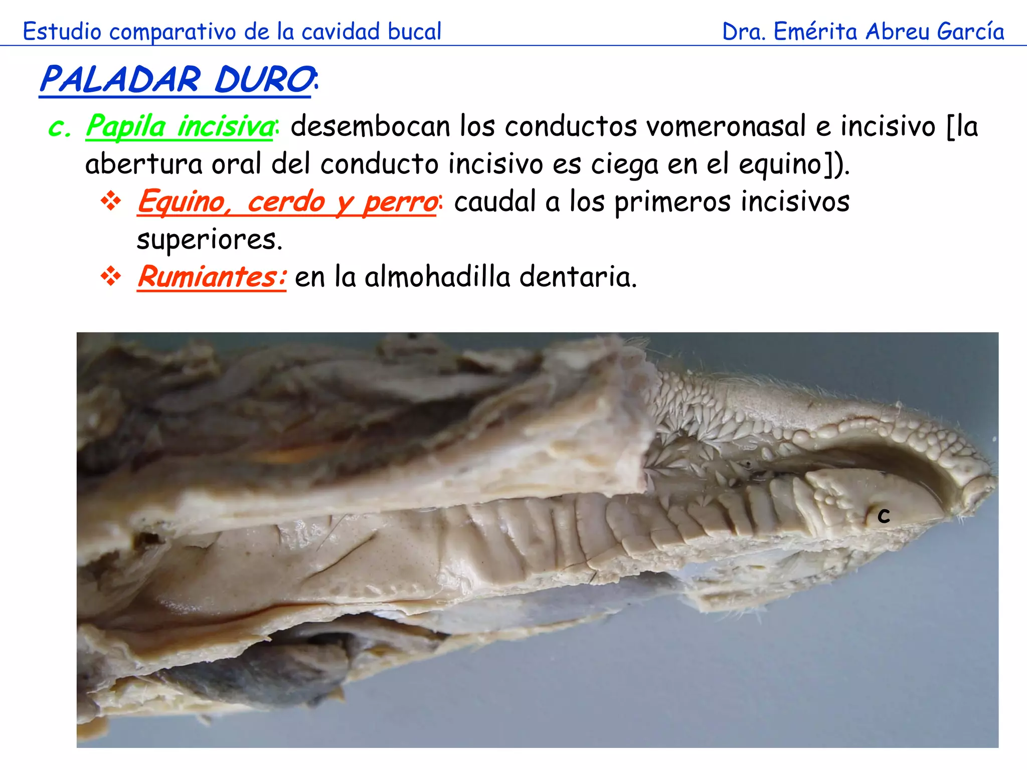 Estudio comparativo de la cavidad bucal               Dra. Emérita Abreu García

 PALADAR DURO:
  c. Papila incisiva: desembocan los conductos vomeronasal e incisivo [la
     abertura oral del conducto incisivo es ciega en el equino]).
       Equino, cerdo y perro: caudal a los primeros incisivos
        superiores.
       Rumiantes: en la almohadilla dentaria.




                                                                    c
 