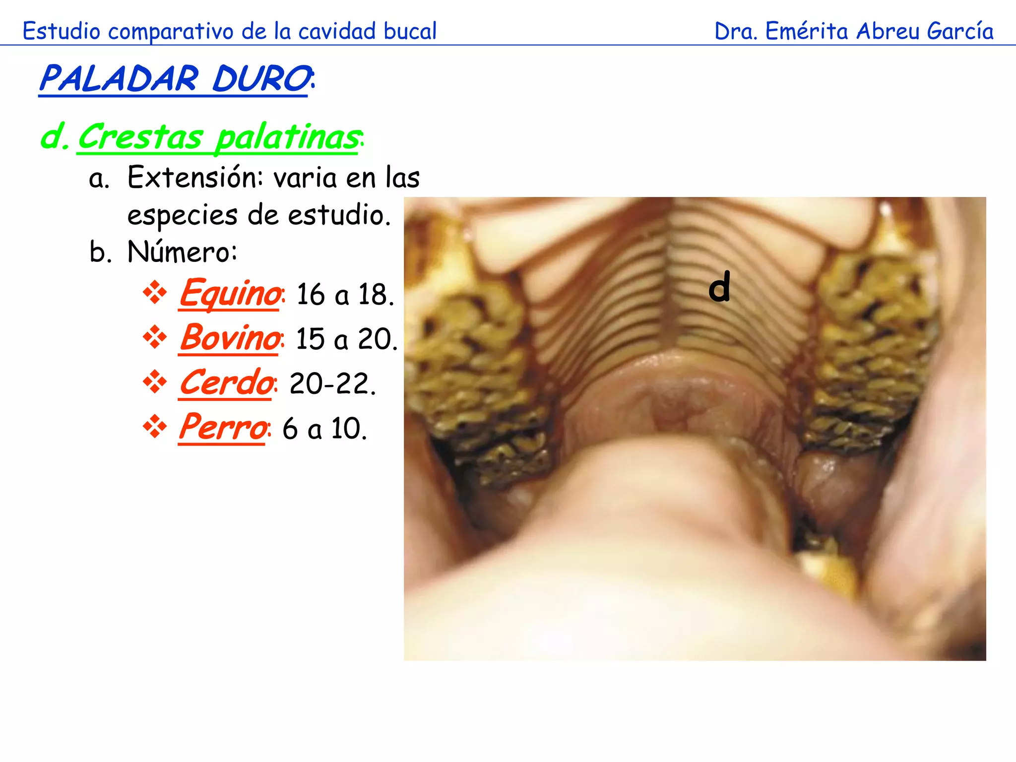 Estudio comparativo de la cavidad bucal   Dra. Emérita Abreu García

 PALADAR DURO:
 d. Crestas palatinas:
      a. Extensión: varia en las
         especies de estudio.
      b. Número:
            Equino: 16 a 18.             d
            Bovino: 15 a 20.
            Cerdo: 20-22.
            Perro: 6 a 10.
 