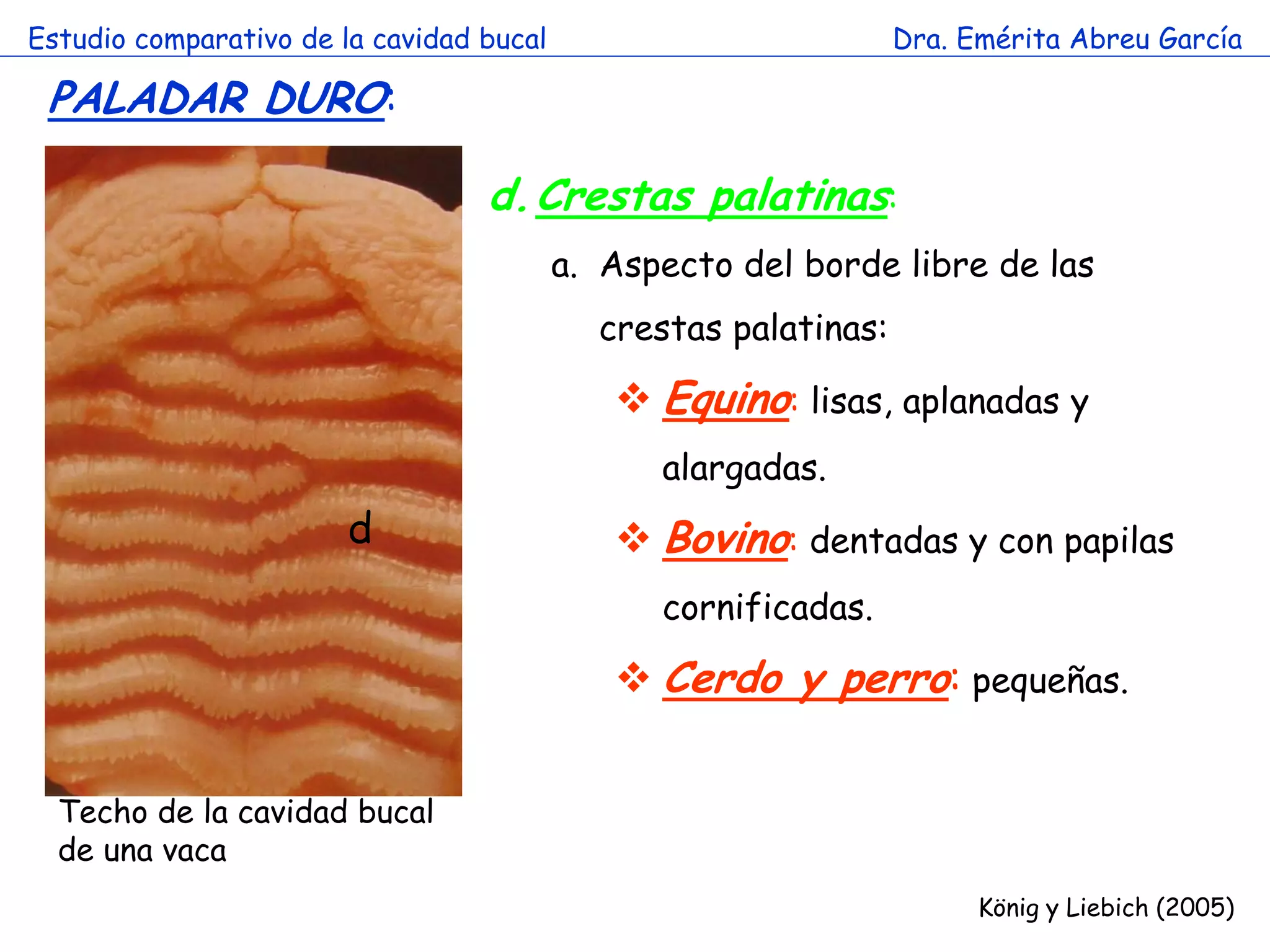 Estudio comparativo de la cavidad bucal                          Dra. Emérita Abreu García

 PALADAR DURO:

                                  d. Crestas palatinas:
                                          a. Aspecto del borde libre de las
                                            crestas palatinas:

                                              Equino: lisas, aplanadas y
                                                alargadas.
                        d                     Bovino: dentadas y con papilas
                                                cornificadas.

                                              Cerdo y perro: pequeñas.


  Techo de la cavidad bucal
  de una vaca
                                                                       König y Liebich (2005)
 