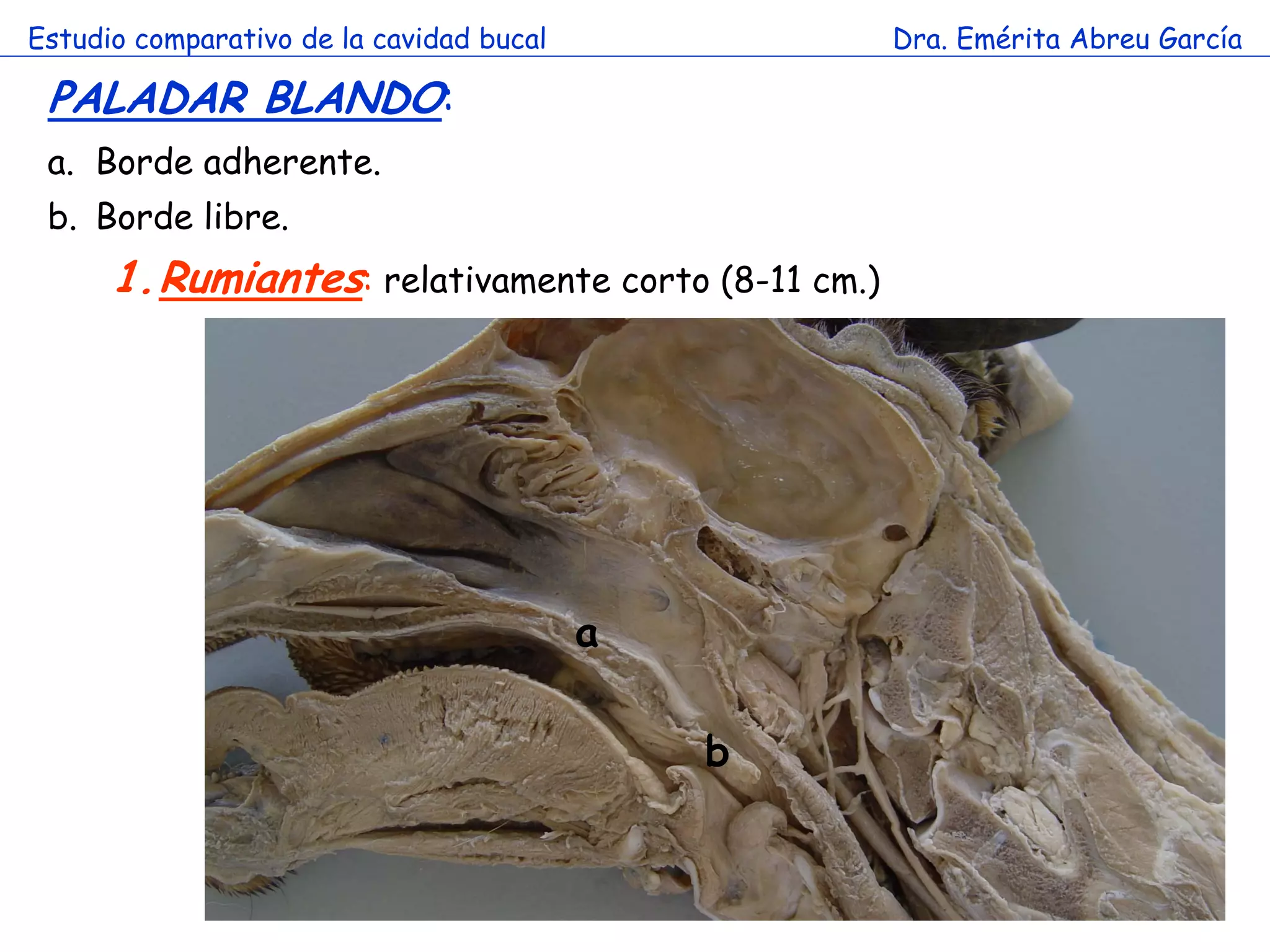 Estudio comparativo de la cavidad bucal             Dra. Emérita Abreu García

 PALADAR BLANDO:
 a. Borde adherente.
 b. Borde libre.
      1.Rumiantes: relativamente corto (8-11 cm.)




                                          a

                                              b
 