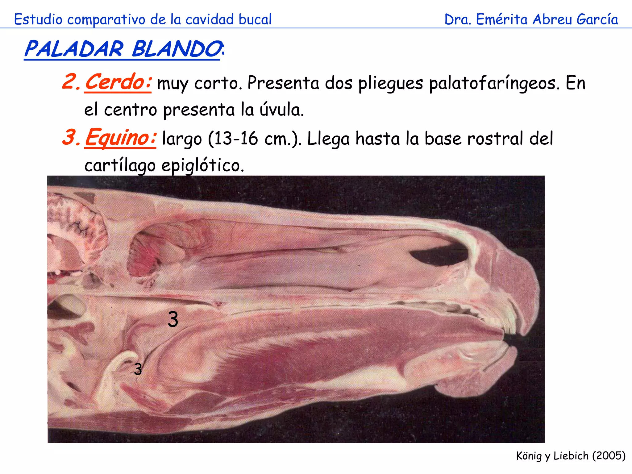 Estudio comparativo de la cavidad bucal              Dra. Emérita Abreu García

 PALADAR BLANDO:
    2.Cerdo: muy corto. Presenta dos pliegues palatofaríngeos. En
          el centro presenta la úvula.
       3.Equino: largo (13-16 cm.). Llega hasta la base rostral del
          cartílago epiglótico.




                       3

                  3




                                                               König y Liebich (2005)
 