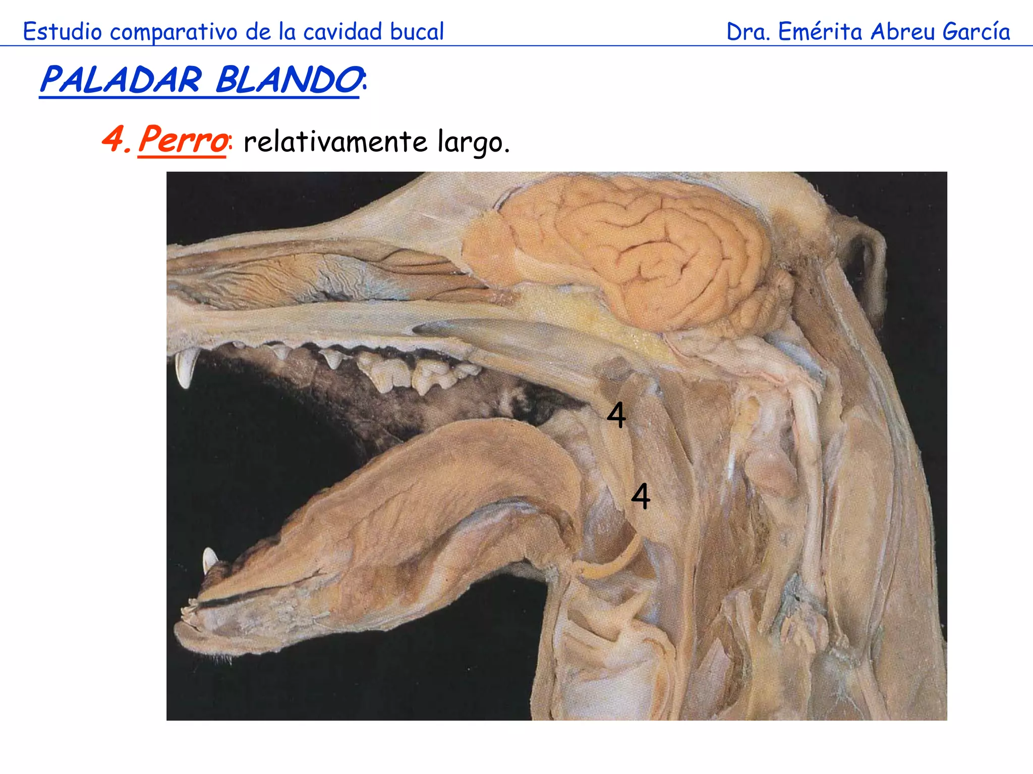 Estudio comparativo de la cavidad bucal           Dra. Emérita Abreu García

 PALADAR BLANDO:
       4.Perro: relativamente largo.




                                          4

                                              4
 