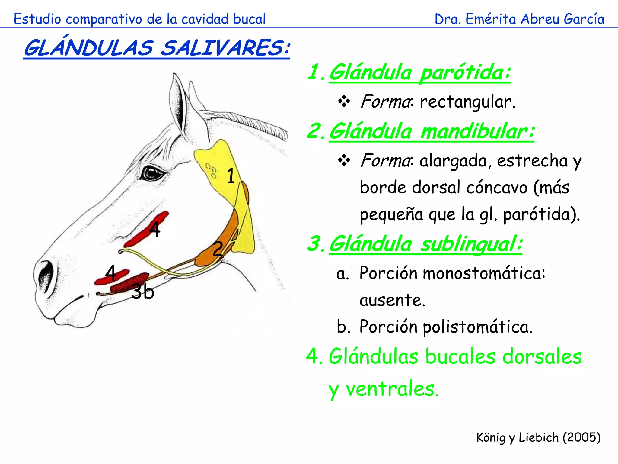 Estudio comparativo de la cavidad bucal                   Dra. Emérita Abreu García

 GLÁNDULAS SALIVARES:
                                          1.Glándula parótida:
                                              Forma: rectangular.
                                          2.Glándula mandibular:
                                              Forma: alargada, estrecha y
                                  1            borde dorsal cóncavo (más
                        a
                                               pequeña que la gl. parótida).
                    4
                              2           3.Glándula sublingual:
              4                              a. Porción monostomática:
                  3b                           ausente.
                                             b. Porción polistomática.
                                          4. Glándulas bucales dorsales
                                            y ventrales.

                                                                König y Liebich (2005)
 