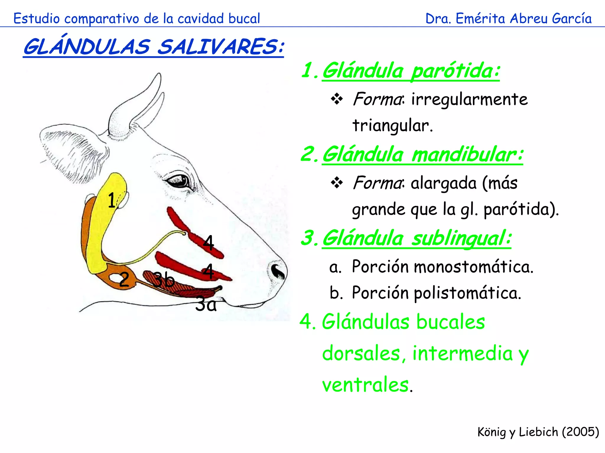 Estudio comparativo de la cavidad bucal                  Dra. Emérita Abreu García

 GLÁNDULAS SALIVARES:
                                          1.Glándula parótida:
                                              Forma: irregularmente
                                               triangular.
                                          2.Glándula mandibular:
                        a                     Forma: alargada (más
              1                                grande que la gl. parótida).

                             4            3.Glándula sublingual:
                             4               a. Porción monostomática.
                  2   3b
                                             b. Porción polistomática.
                            3a
                                          4. Glándulas bucales
                                            dorsales, intermedia y
                                            ventrales.

                                                                König y Liebich (2005)
 
