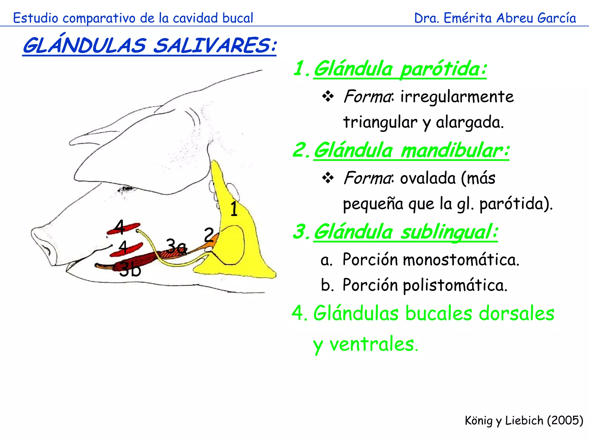 Estudio comparativo de la cavidad bucal                  Dra. Emérita Abreu García

 GLÁNDULAS SALIVARES:
                                          1.Glándula parótida:
                                              Forma: irregularmente
                                               triangular y alargada.
                                          2.Glándula mandibular:
                        a                     Forma: ovalada (más
                                   1           pequeña que la gl. parótida).
                4             2           3.Glándula sublingual:
                 4      3a
                                             a. Porción monostomática.
                 3b
                                             b. Porción polistomática.
                                          4. Glándulas bucales dorsales
                                            y ventrales.


                                                                König y Liebich (2005)
 