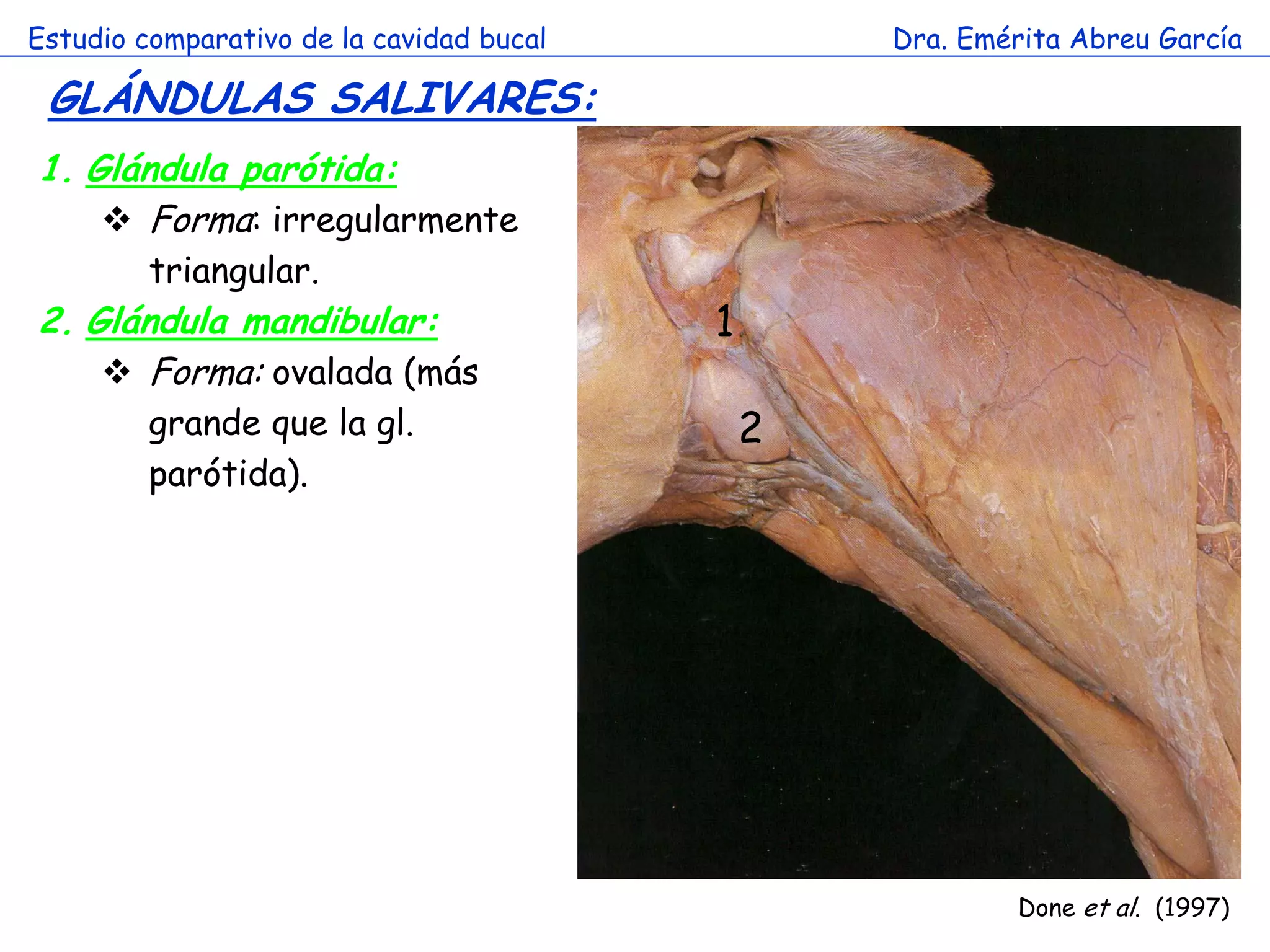Estudio comparativo de la cavidad bucal           Dra. Emérita Abreu García

 GLÁNDULAS SALIVARES:
1. Glándula parótida:
     Forma: irregularmente
         triangular.
2. Glándula mandibular:                   1
     Forma: ovalada (más
                        a
         grande que la gl.                    2
         parótida).




                                                          Done et al. (1997)
 