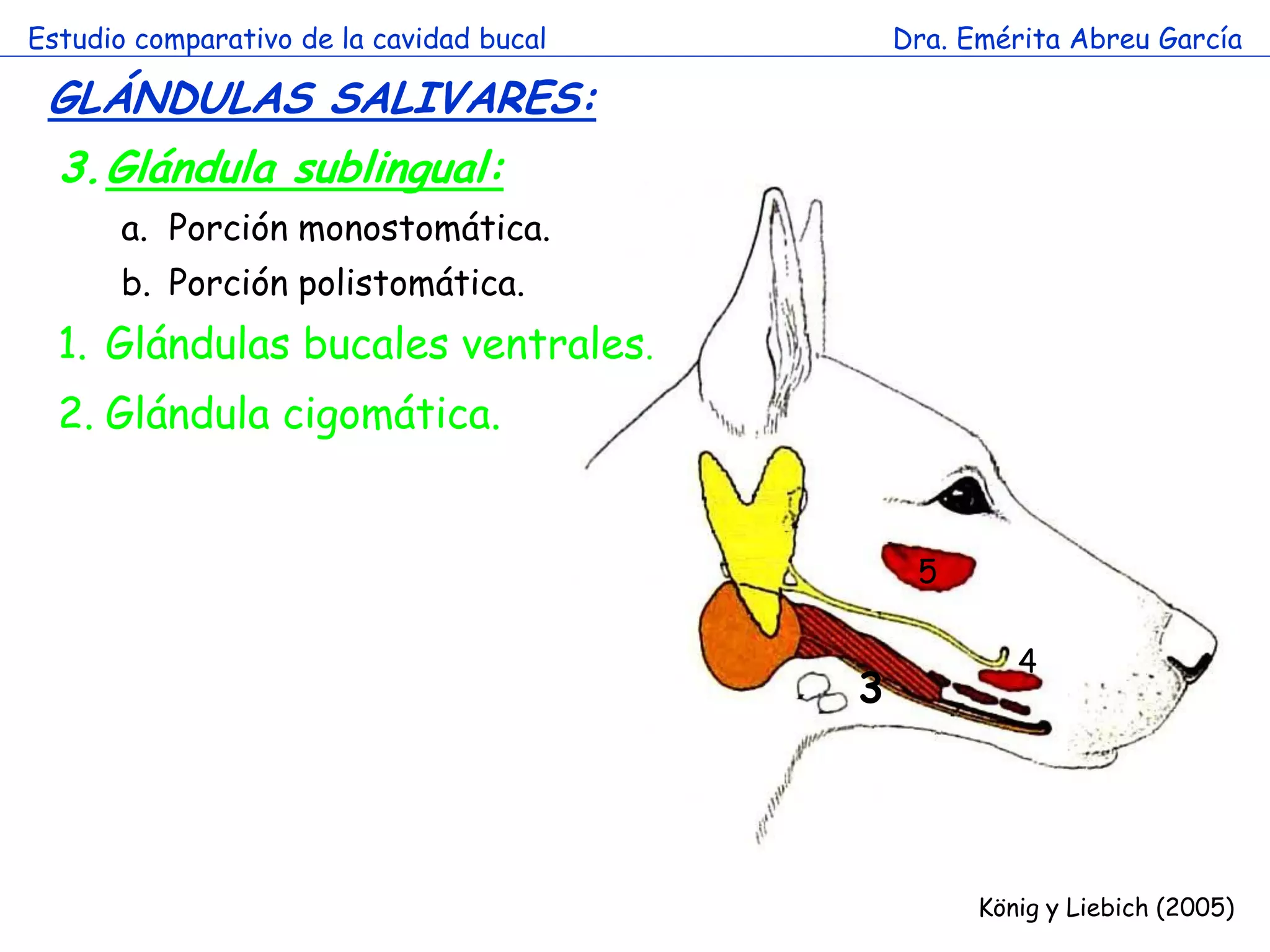 Estudio comparativo de la cavidad bucal       Dra. Emérita Abreu García

 GLÁNDULAS SALIVARES:
  3.Glándula sublingual:
       a. Porción monostomática.
       b. Porción polistomática.
  1. Glándulas bucales ventrales.
                  a
  2. Glándula cigomática.


                                               5

                                                       4
                                          3




                                                    König y Liebich (2005)
 