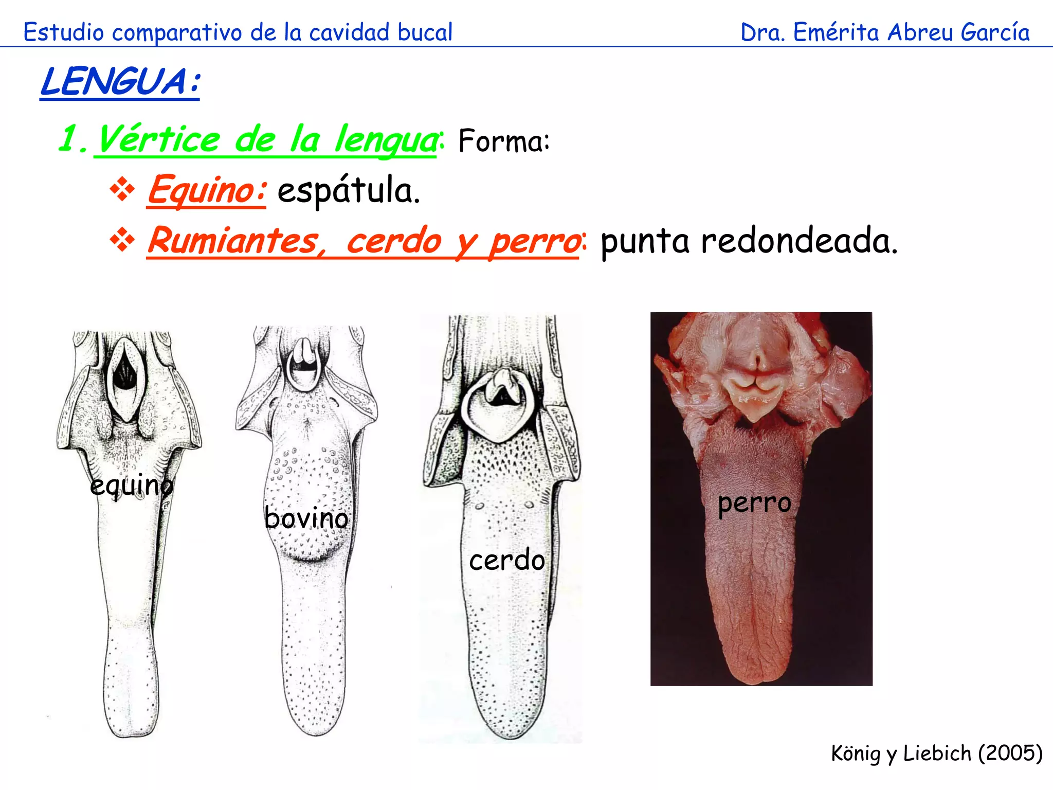 Estudio comparativo de la cavidad bucal            Dra. Emérita Abreu García

 LENGUA:
  1.Vértice de la lengua: Forma:
      Equino: espátula.
      Rumiantes, cerdo y perro: punta redondeada.

                        a



      equino
                                                  perro
                     bovino
                                          cerdo




                                                          König y Liebich (2005)
 