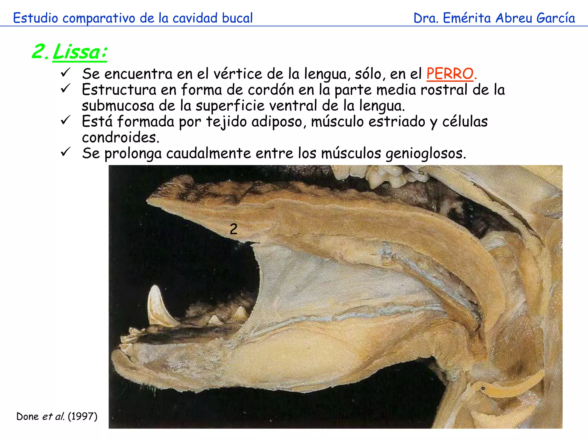 Estudio comparativo de la cavidad bucal                    Dra. Emérita Abreu García

   2.Lissa:
          Se encuentra en el vértice de la lengua, sólo, en el PERRO.
          Estructura en forma de cordón en la parte media rostral de la
           submucosa de la superficie ventral de la lengua.
          Está formada por tejido adiposo, músculo estriado y células
           condroides.
          Se prolonga caudalmente entre los músculos genioglosos.

                        a

                                   2




Done et al. (1997)
 